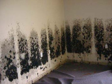 Mold and Mildew Removal Freeport,  NY
